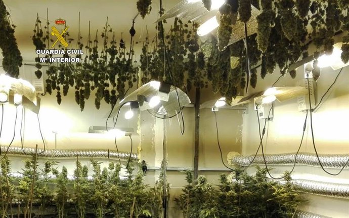 Detenidos cinco hombres cuando recolectaban más de 1.100 plantas de marihuana en