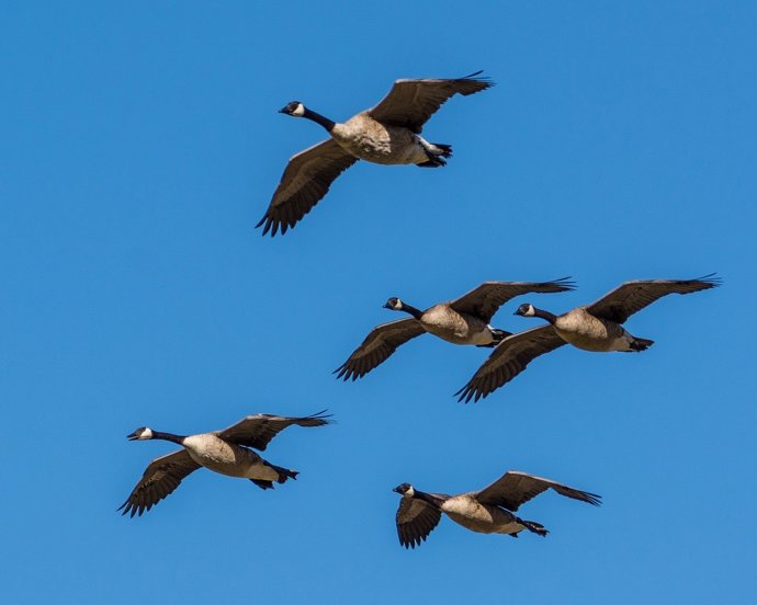 Gansos volando en formación