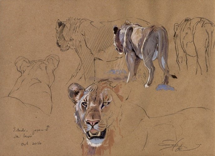 El MNCN inaugura dos exposiciones con los bóvidos y leones como protagonistas