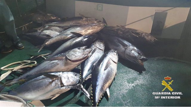 Cádiz.-Sucesos.- Intervenidos 760 kilos de atún rojo pescados de manera ilegal e