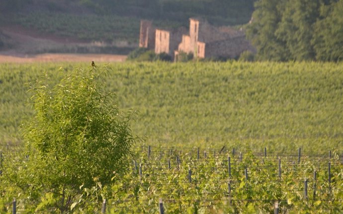 Premsa Ub El Cultiu Ecolgic Dels Vinyes Ajuda A Protegir La Població D?Ocells