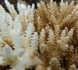 Menos salinidad en el mar causa estragos en la química de los corales