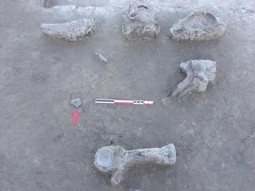 El ser humano influyó en la extinción del perezoso gigante