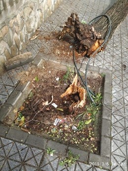 Sevilla.- Sucesos.- Las rachas de viento provocan la caída de un cable y un árbo