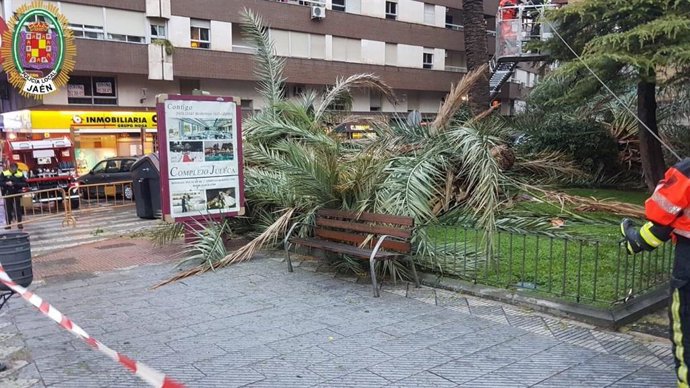 Jaén.- Sucesos.- El fuerte viento provoca daños en coches y árboles y lesiones a