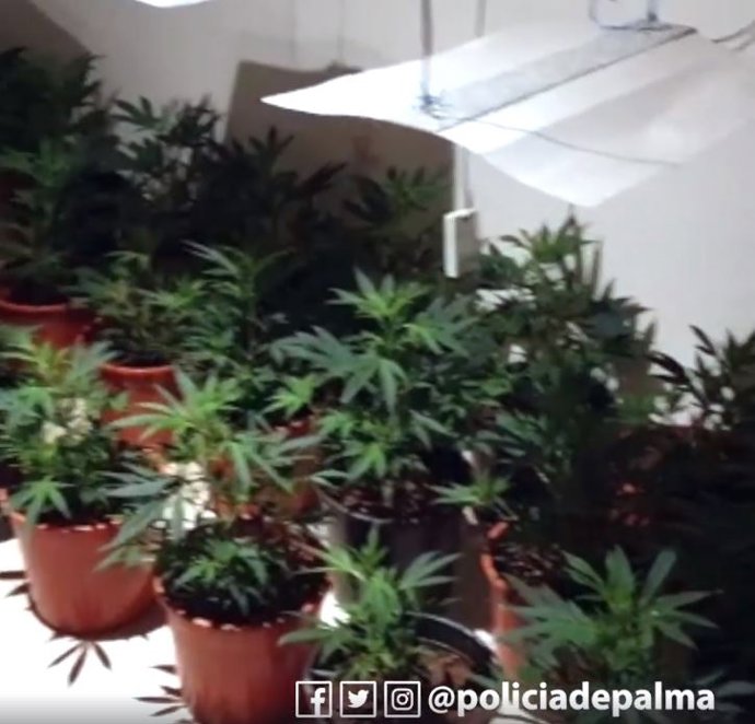 Sucesos.- Detienen a un hombre por malos tratos en Son Gotleu y que tenía una pl