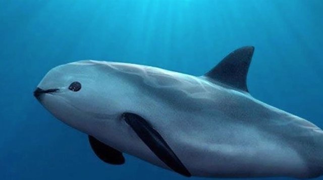 La vaquita marina podría extinguirse en junio, según expertos