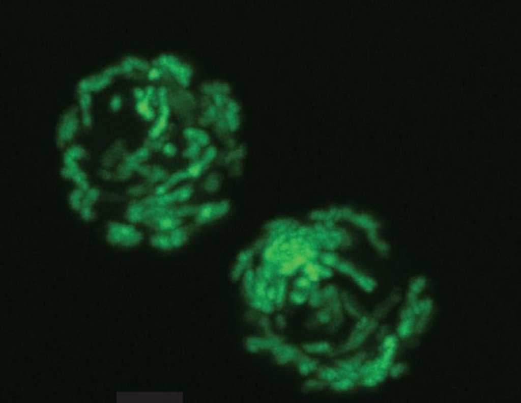 vitamina b3 histofil