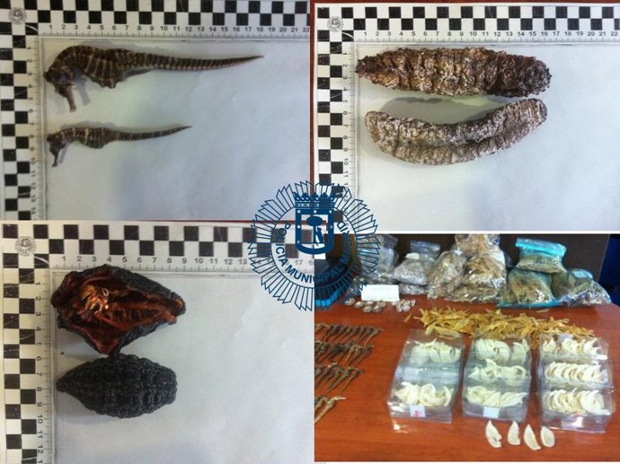 Sucesos.- Requisan 186 caballitos de mar y otras especies marinas secas y proteg