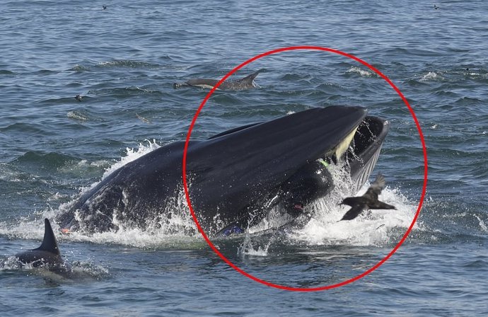 Un buzo termina accidentalmente en las fauces de una ballena para después ser ex