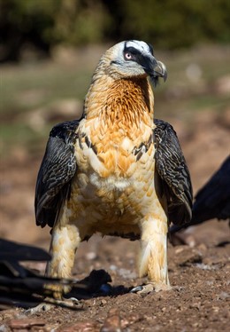 Instalan dos puntos de alimentación suplementaria a quebrantahuesos en els Ports
