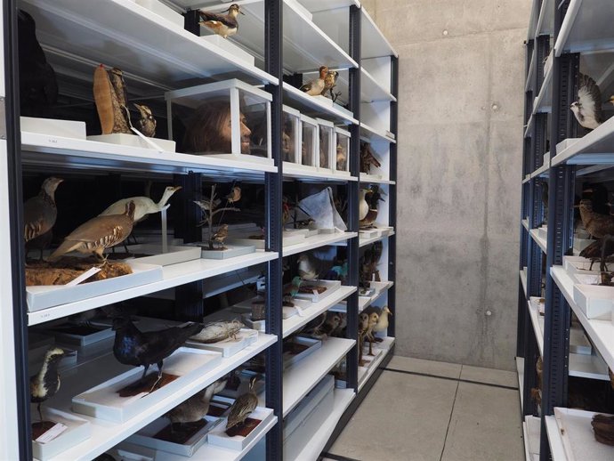 Los almacenes del Museo de Ciencias Naturales (Tenerife) albergan 250.000 regist