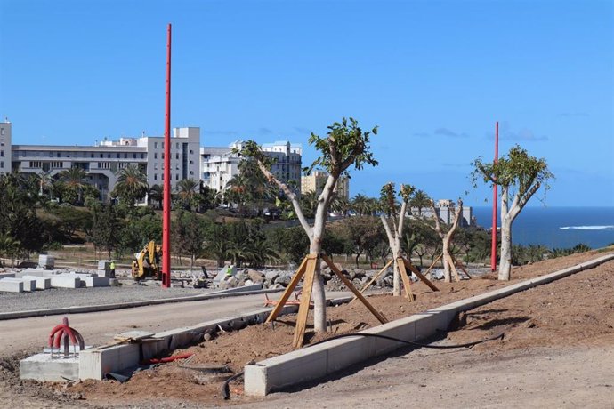 Trasplantan 25 árboles de la avenida Blas Cabrera Felipe hasta que acaben las ob