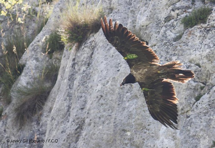 Al menos cinco nuevos quebrantahuesos volarán en Picos de Europa durante 2019, s