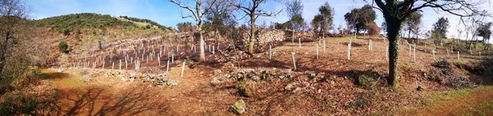 60 Voluntarios Plantan 400 Árboles Quemados Por Los Incendios En Los Pozos De Va