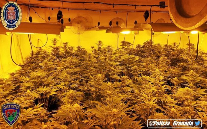 Granada.- Sucesos.- Desmantelada una plantación con 291 macetas de marihuana en 