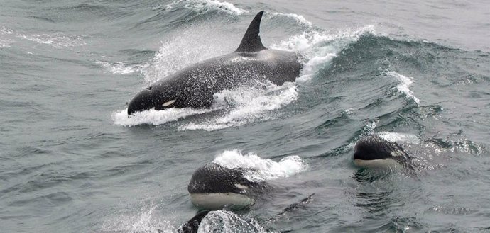 VÍDEO Esta pueda ser una nueva especie de ballena asesina