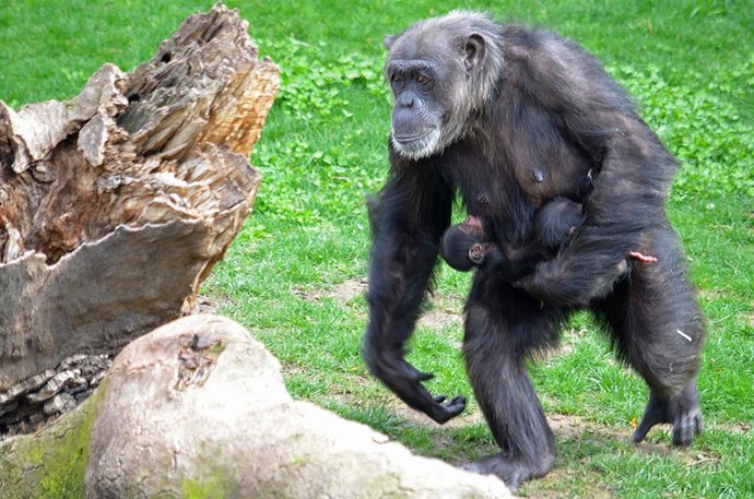 FALLECEN LOS MELLIZOS DE CHIMPANCÉ NACIDOS EN BIOPARC VALENCIA