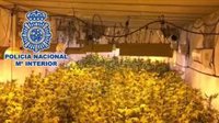 Cinco detenidos, uno de ellos menor, tras desmantelar un invernadero de marihuana en un polígono de Málaga
