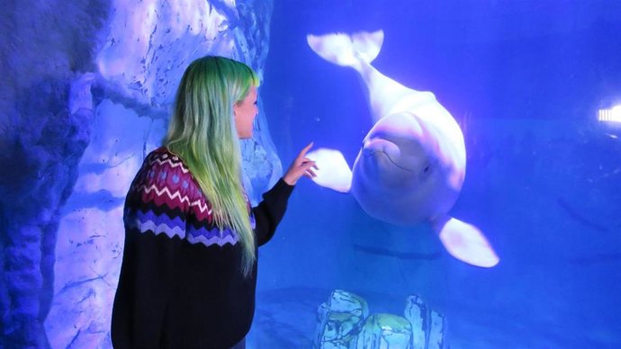  LAS MADRES BELUGA ENSEÑAN A SUS HIJOS UN 'NOMBRE DE FAMILIA'