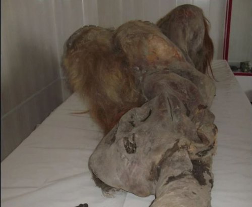 Núcleos celulares de mamut recobran actividad en óvulos de ratón