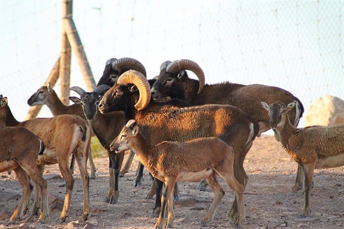 Cinco crías de muflón nacen en Terra Natura Murcia