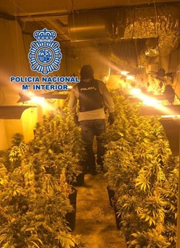 Granada.- Sucesos.- Cuatro detenidos y cuatro plantaciones desmanteladas en una 