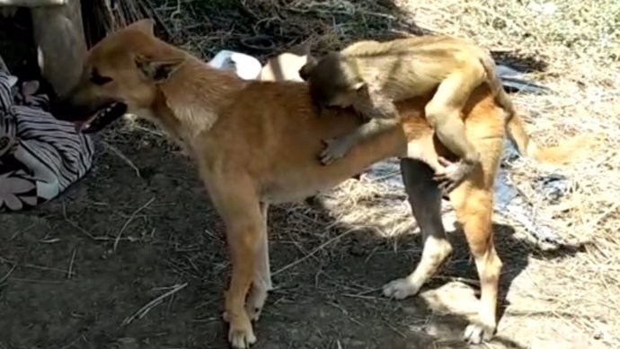 Una perra salva a un mono huérfano, lo amamanta y lo protege como si fuera su pr