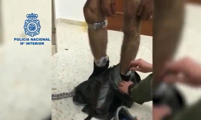 Detenido en Badajoz cuando circulaba con su hijo menor con más de 200 bellotas d
