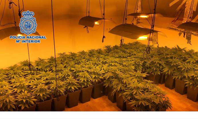 Málaga.- Sucesos.- Desmantelan un invernadero con 140 plantas de marihuana en un