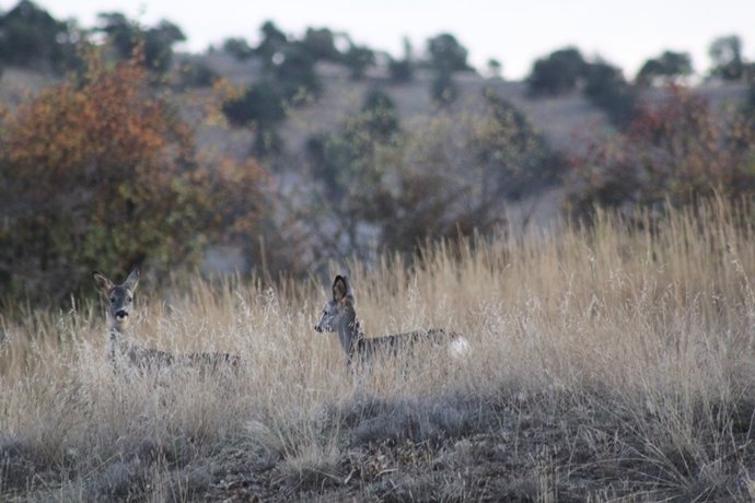 Salduero (Soria) acoge el sábado la subasta de ciervos y corzos de la Reserva Re