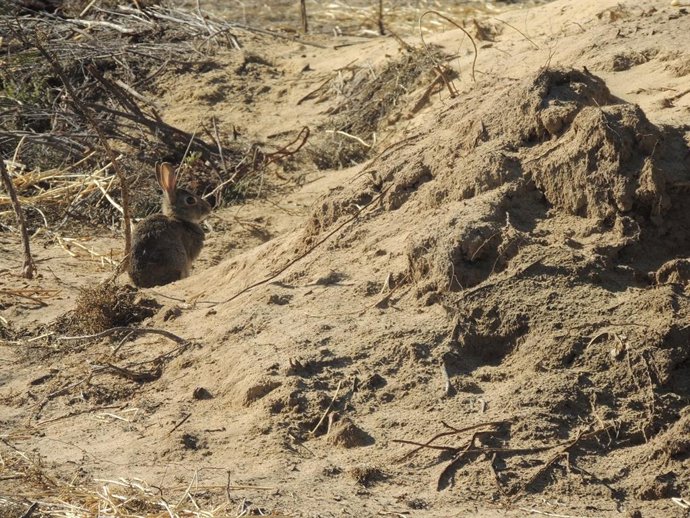 [Sevilla] [Comunicacion.Csic.Andalucia] Ndp La Liberación De Conejos En Doñana N