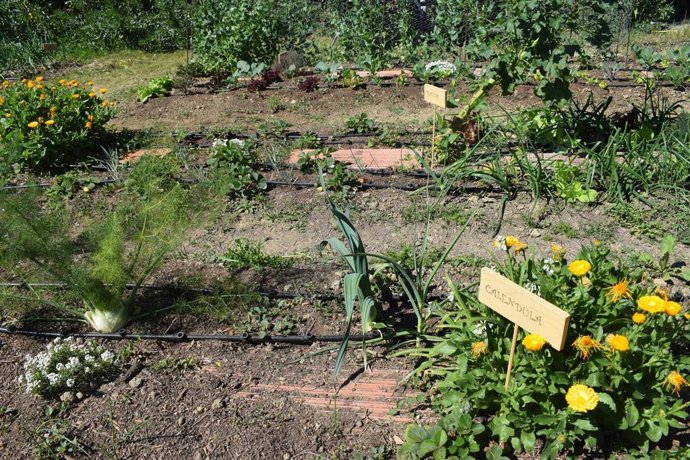 Málaga.- La Noria fomenta el reconocimiento de plantas multifuncionales como rec