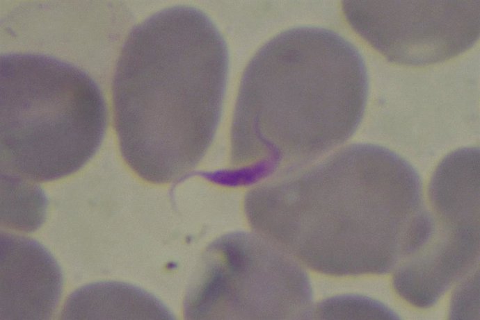 Una terapia más corta se convierte en igual de eficaz y más segura contra el Cha