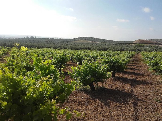 Granada.- Un encuentro internacional recupera en la Alhambra la historia de la v