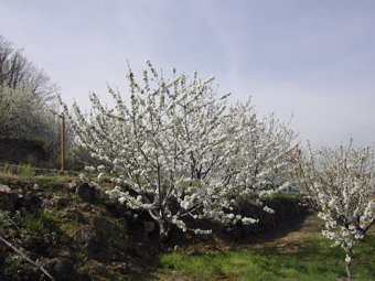 Floración cerezos Valle del Jerte