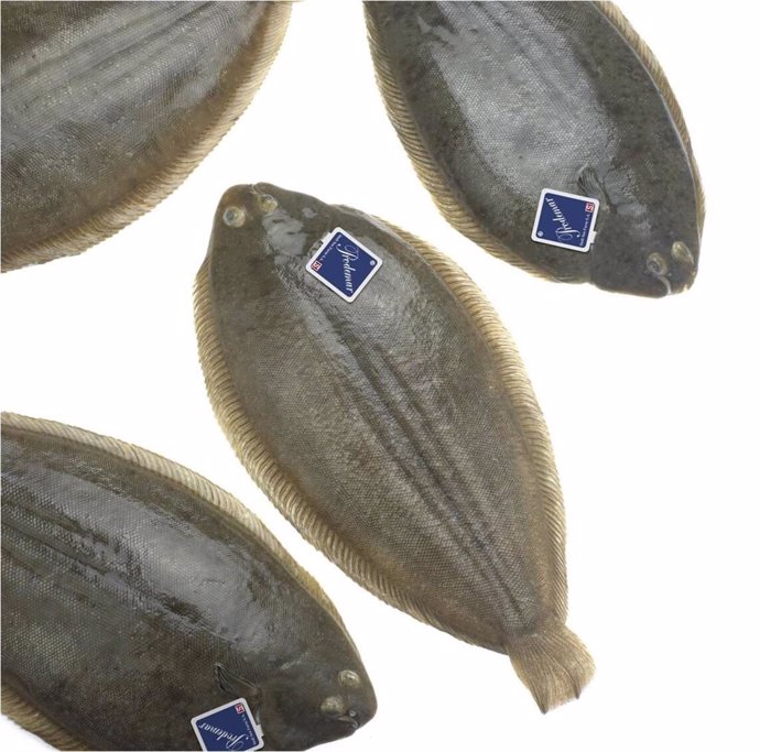 Pesca.- Stolt Sea Farm prevé triplicar su producción de lenguado con nuevas plan