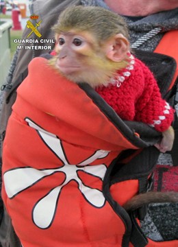 Sucesos.- Guardia Civil se incauta de un ejemplar de mono tití en las fiestas de