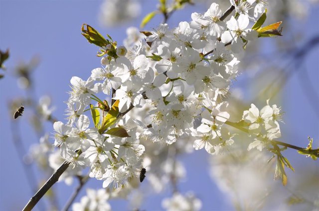 This! 11+  Facts About Cuando Comienza La Primavera: Por extensión a esta asociación entre la primavera y el florecimiento de la vida, se califica como “primavera” a la juventud o a la mejor etapa en la existencia de una persona: