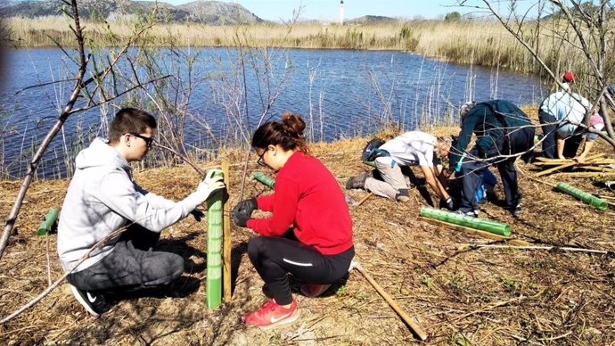 Voluntaris del GOB planten arbres en l'Albufera de Mallorca