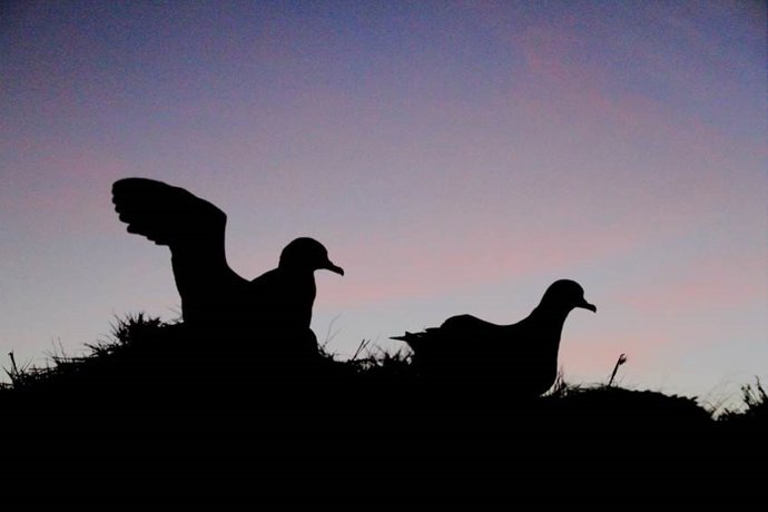 La contaminación lumínica y la polución, entre las seis amenazas de las pardelas