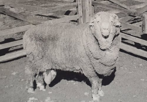 Consiguen fecundar ovejas con semen congelado hace 50 años