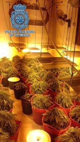Sevilla.-Sucesos.- Desmantelada una plantación 'indoor' en Dos Hermanas en una o