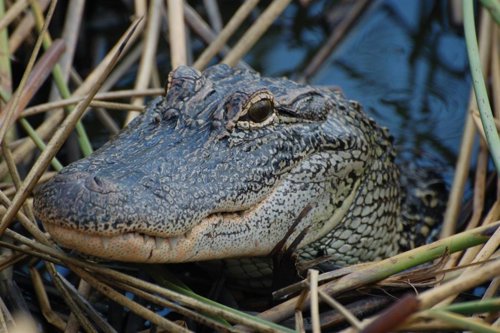 Los cocodrilos ofrecen pistas sobre el oído de los dinosaurios