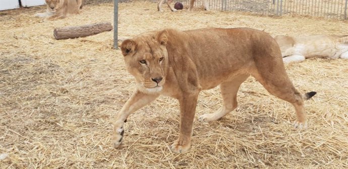 Circo con animales salvajes