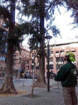 El Ayuntamiento de Murcia revisa y poda los árboles singulares del municipio