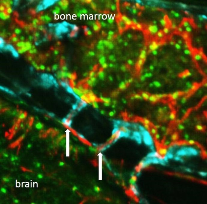 Descubren canales entre la médula ósea y el cerebro