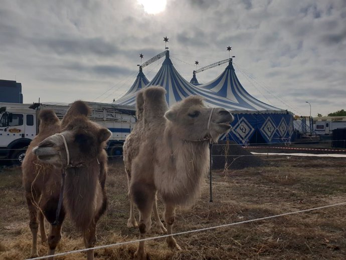 El parlamento asturiano modifica la Ley de Espectáculos para prohibir los circos