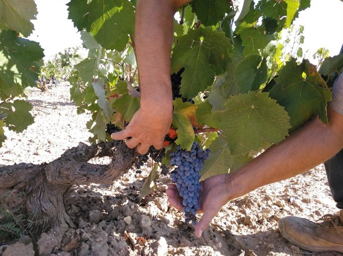 VENDIMIA, UVA, VINO, UVAS