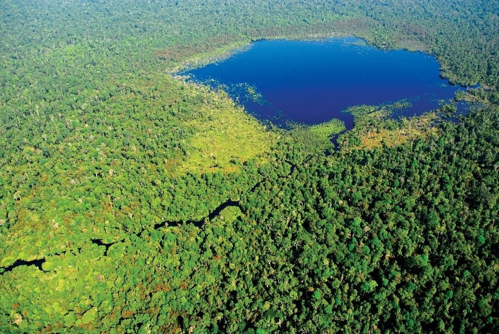 Los Bosques Tropicales, Ecosistemas Terrestres Más Vulnerables Al ...